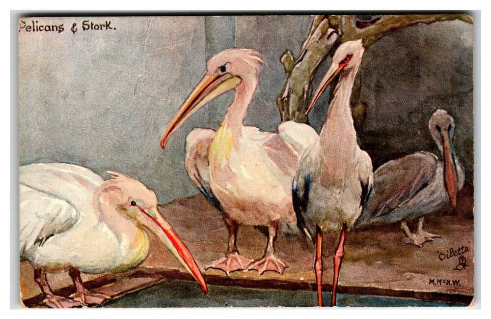 Raphael Tuck Oilette Postcard Pelicans & Stork Studies at the Zoo Edwardian